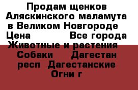 Продам щенков Аляскинского маламута в Великом Новгороде › Цена ­ 5 000 - Все города Животные и растения » Собаки   . Дагестан респ.,Дагестанские Огни г.